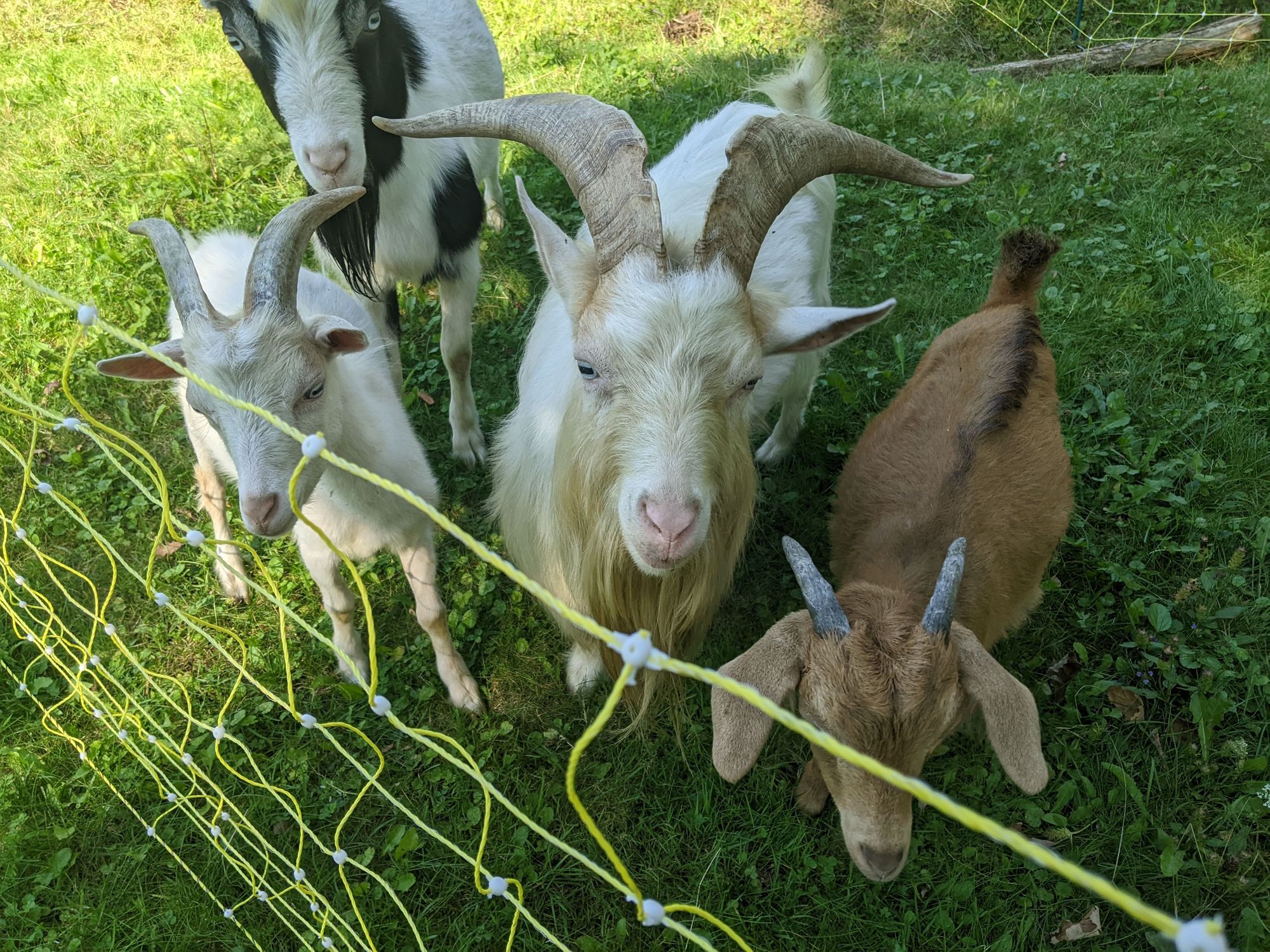 Get your goats here