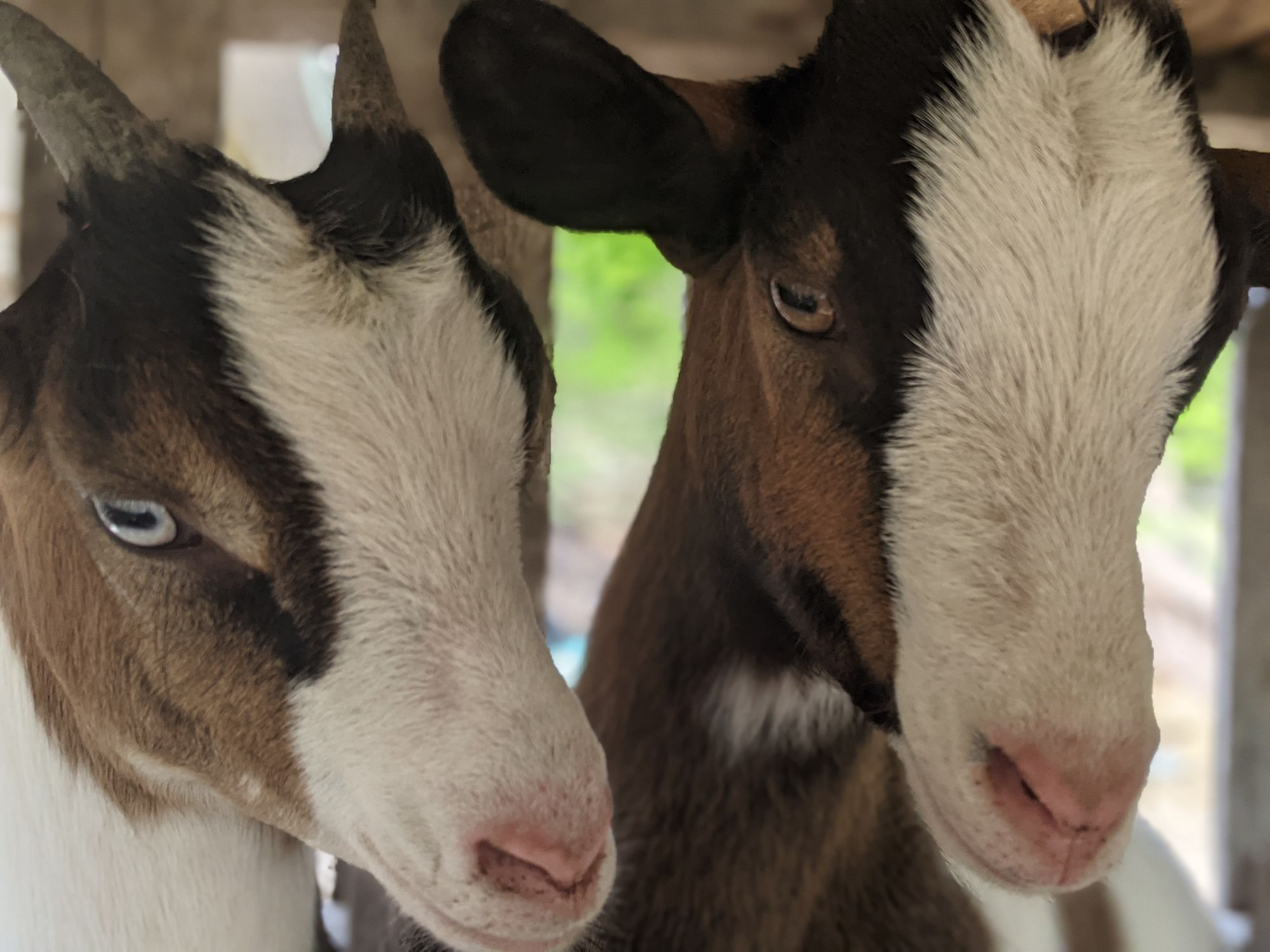 Headshot of two young goat does